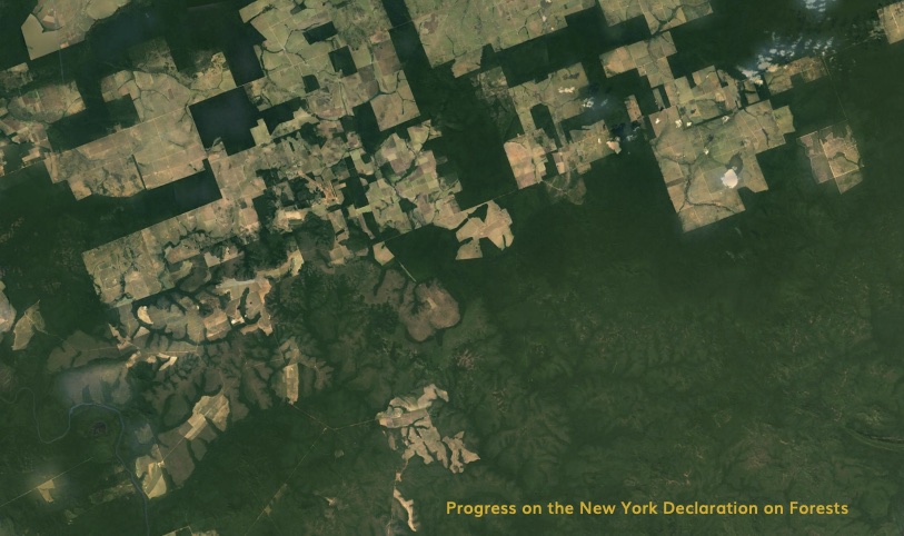 New York Declaration on Forests 5-year assessment report calls for primary forest protection!